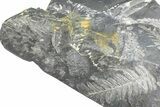 Fossil Seed Fern (Alethopteris & Pecopteris) Plate - Pennsylvania #360493-2
